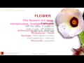 Hibiscus benefits (roselle). Hibiscus sabdariffa plant. Benefits of flowers