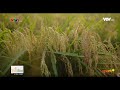 Sản xuất lúa gạo an toàn (hữu cơ). Gìn giữ môi trường
