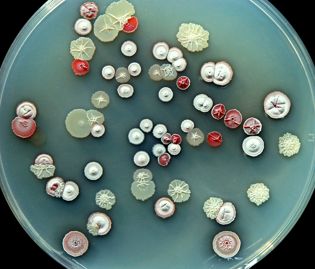 Xạ khuẩn Streptomyces