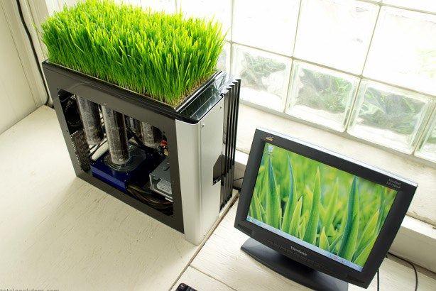 computer grows greens